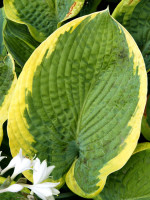 Hosta sieboldiana 'Francess Williams', Blaue Gelbrand-Funkie, Herzblatt-Lilie