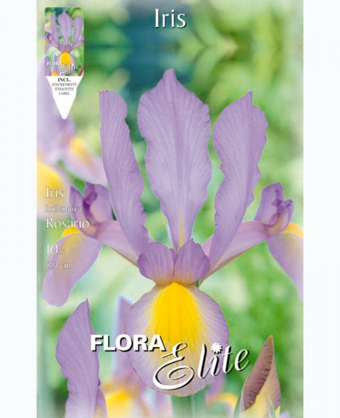 Holländische Iris &#039;Rosario&#039;, Iris hollandica (Art.Nr. 5969070)