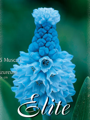 Traubenhyazinthe &#039;Azureum&#039;, Muscari (Art.Nr. 597178)