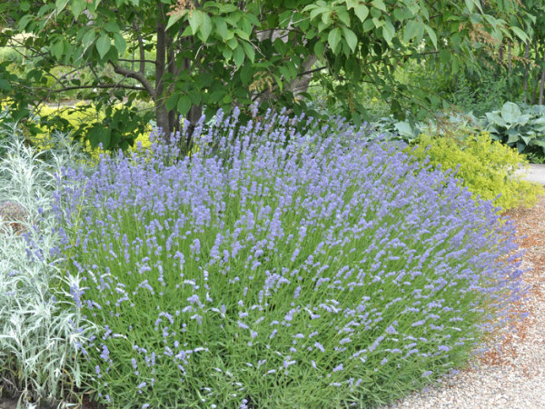 Lavandula x intermedia &#039;Grappenhall&#039; (Pale Pretender), Riesen-Lavendel, Provence-Lavendel