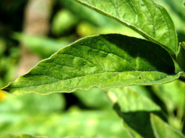 Lysimachia punctata (M), Goldfelberich