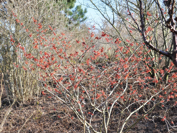 Die rote Zaubernuss 'Diane'