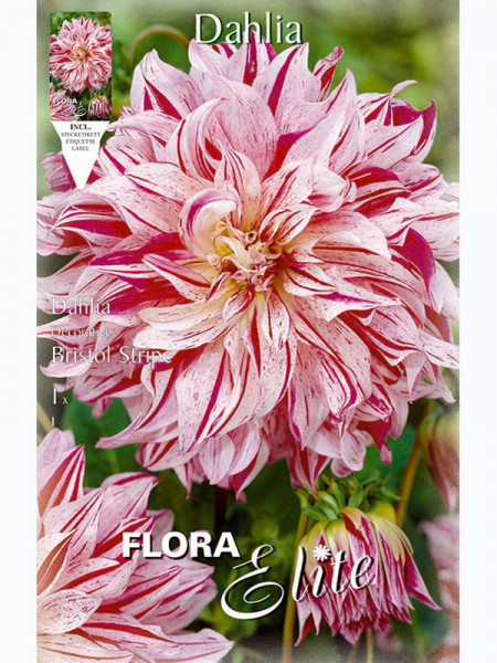 Schmuck-Dahlie &#039;Bristol Stripe&#039;, Dahlia (Art.Nr. 5201340)