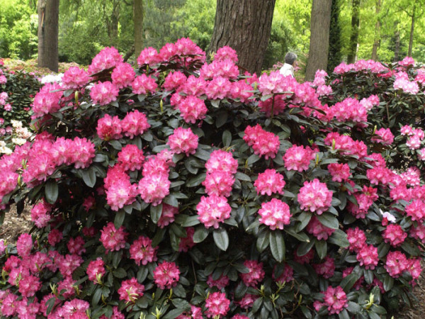 Rhododendron yakushimanum &#039;Anuschka&#039;