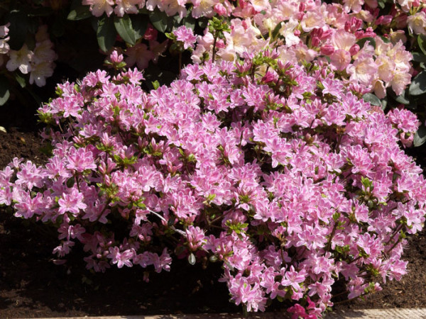 Rhododendron obtusum &#039;Kermesina Rose&#039;, wintergrüne japanische Gartenazalee