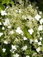 Hydrangea petiolaris, Kletterhortensie