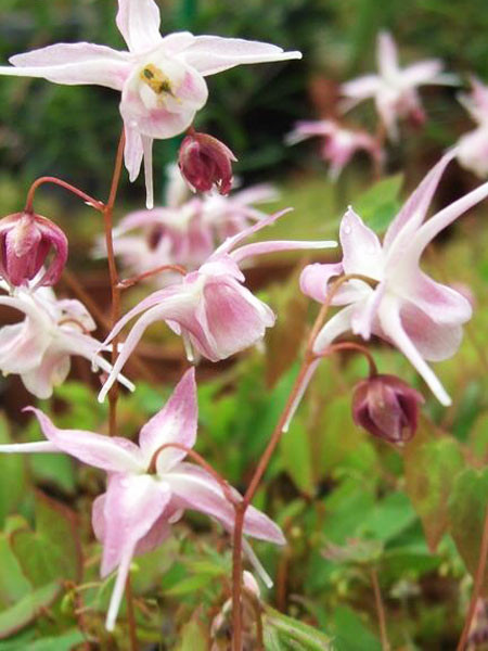 Rosarote Blüten der großblumigen Elfenblume 'Akebono'