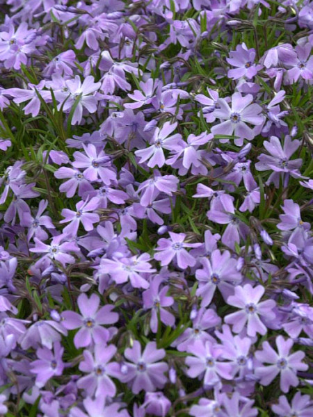 Phlox subulata &#039;Emerald Cushion Blue&#039; Polster-Phlox, Teppich-Phlox, Teppich-Flammenblume