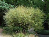 Salix purpurea 'Nana', Kugelweide