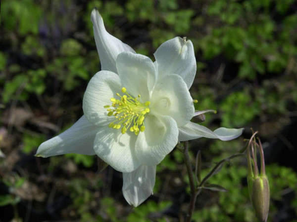 Aquilegia caerulea &#039;Kristall&#039;, Weiße Akelei, nordamerikanische Akelei