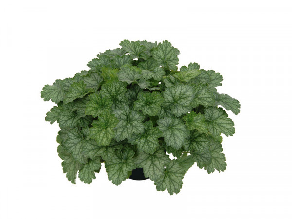 Heuchera Little Cuties 'Peppermint', Purpurglöckchen
