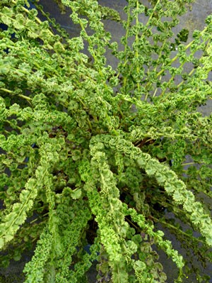 Athyrium filix-femina &#039;Frizelliae&#039;, Wendeltreppen-Frauenfarn