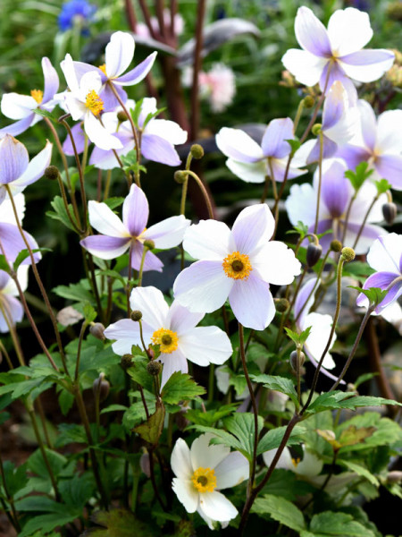 Anemone x cultorum `Wild Swan´ - Herbst-Anemone