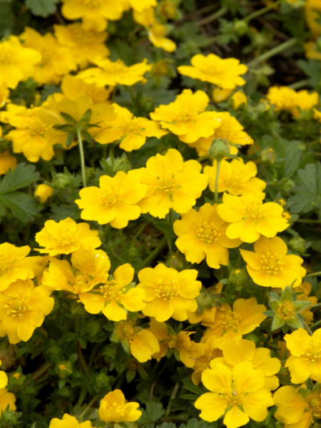 Potentilla crantzii &#039;Goldrausch&#039;, Fingerkraut, Crantz-Fingerkraut