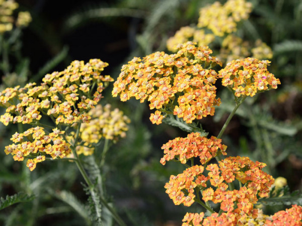 Achillea millefolium &#039;Terracotta&#039; (M), Schafgarbe