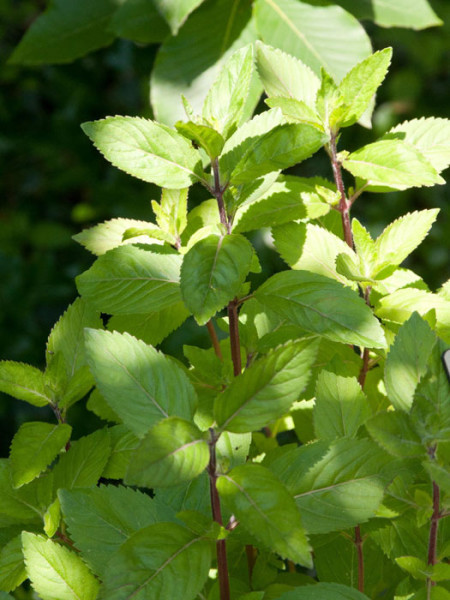 Grapefruitminze, Mentha suaveolens x piperita