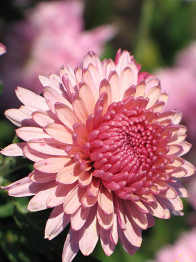 Chrysanthemum x hortorum &#039;Orchid Helen&#039;, Winteraster, Herbst-Chrysantheme