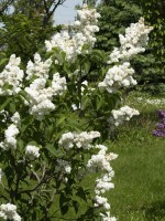 Syringa vulgaris 'Madame Lemoine', Edel-Flieder