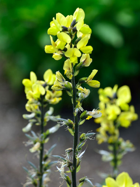 Thermopsis chinensis, Goldlupine, Fuchsbohne, chinesische Scheinlupine