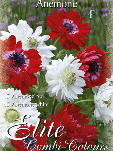Anemone gefüllt blühend, St. Brigid- Rot und Weiß, Anemone coronaria (Art.Nr. 520771)