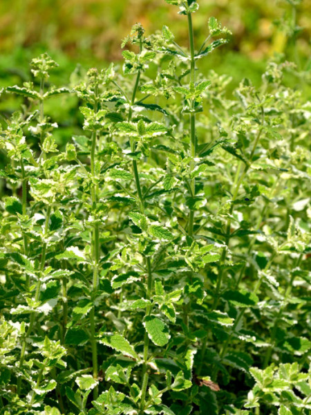 Weiß-bunte Ananasminze, Mentha suaveolens &#039;Variegata&#039;