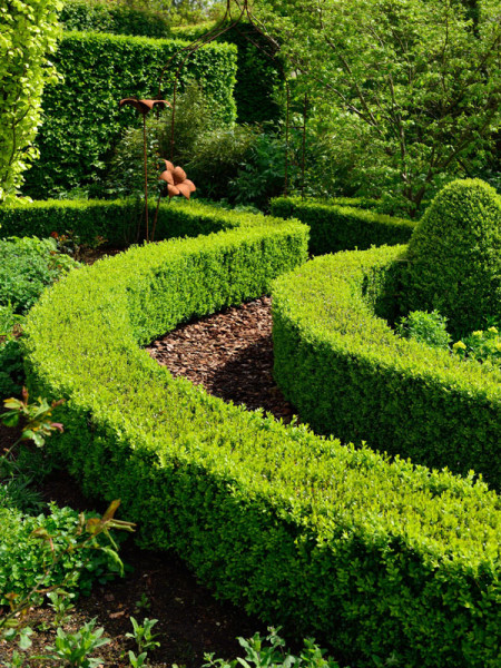 Buchs-Hecke in Parkanlage