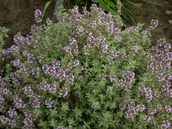 Thymus citriodorus &#039;Silver Queen&#039;, Silberner oder weißbunter Zitronen-Thymian