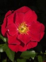 Rose Austriana ® - Tantau