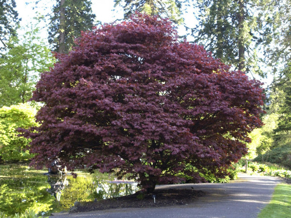 Rotblättriger Japanischer Schlitzahorn Acer palmatum Atropurpureum 40-60 cm  3 L 