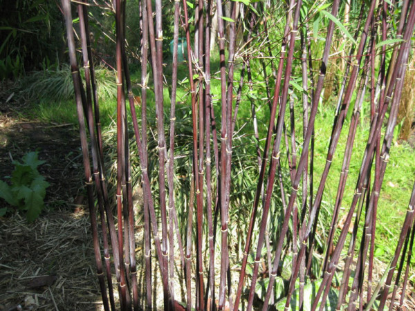 Fargesia jiuzhaigou &#039;Deep Purple&#039;, Jade Bambus, rothalmiger Schirm-Bambus