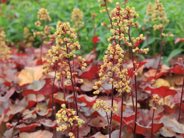 Heuchera Little Cuties 'Blondie', Purpurglöckchen