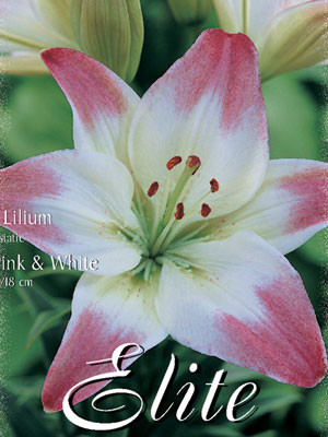 Asiatische Lilien-Hybride &#039;Rosa mit Weiß&#039; (Art.Nr. 597092)