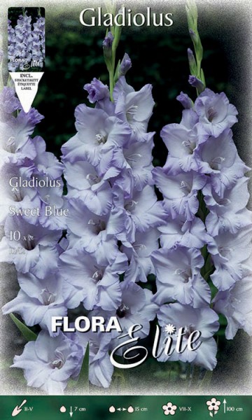 Gladiole &#039;Sweet Blue&#039;, Gladiolus (Art. Nr. 521312)