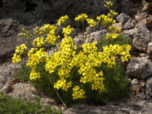 Draba bruniifolia, Felsenblümchen, Hungerblümchen