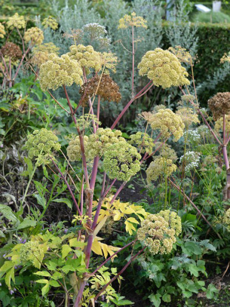 Angelica achangelica, Engelwurz, Dreieinigkeitswurzel