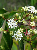 Heptacodium miconioides, Strauch der sieben Söhne des Himmels