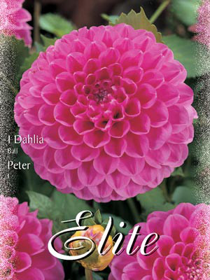 Ball-Dahlie 'Peter', Dahlia (Art.Nr. 520488)