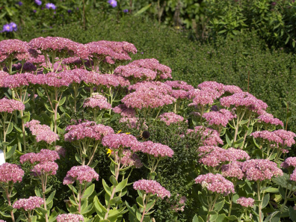 Sedum telephium &#039;Herbstfreude&#039;, Hohe Garten-Fetthenne