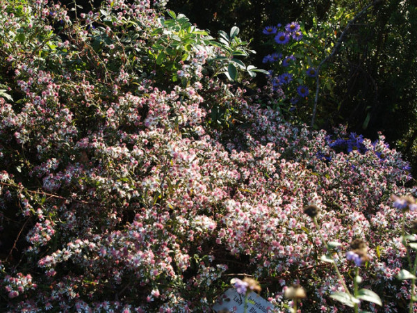 Aster laterifolius var. horizontalis &#039;Lady in Black&#039;, Waagerechte Aster, Herbst-Aster,