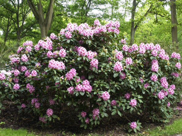 Rhododendron &#039;Furnivall&#039;s Daughter&#039; INKARHO®