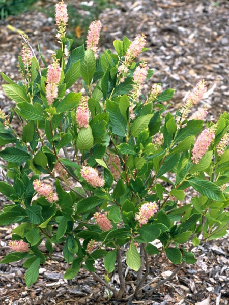 Clethra alnifolia &#039;Pink Spire&#039;, Rosa Silberkerzenstrauch, Scheineller