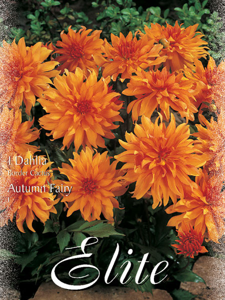 Beet-Dahlie &#039;Autumn Fairy&#039;, Dahlia (Art.Nr. 520304)