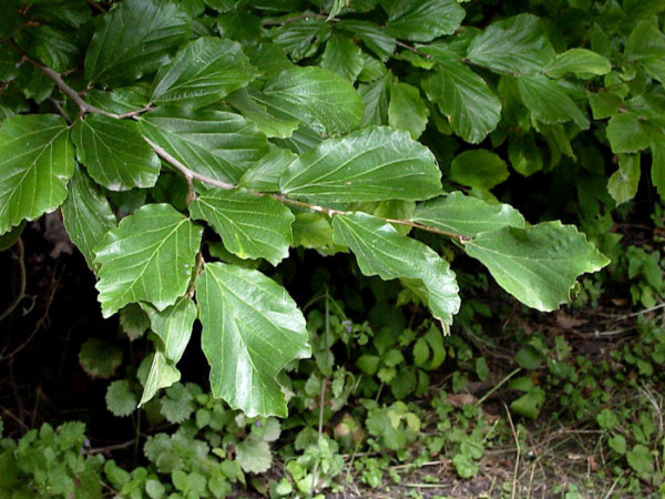 Parrotia persica, Persischer Eisenholzbaum - Hochstamm