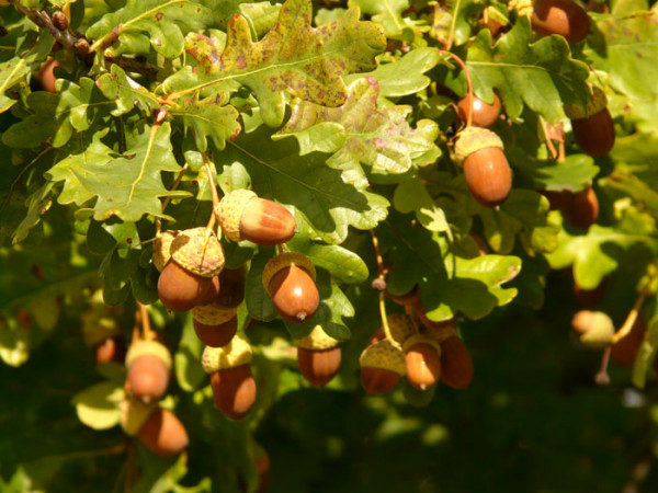 Quercus robur, Stiel-Eiche