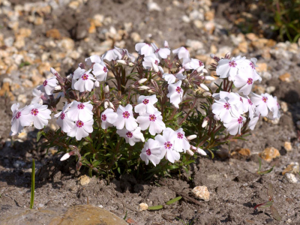 Phlox subulata &#039;Amazing Grace&#039;, Polster-Phlox, Teppich-Phlox, Teppich-Flammenblume