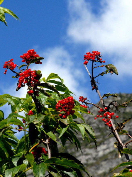 Sambucus racemosa, Traubenholunder