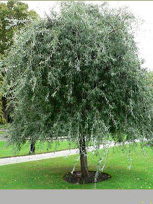 Pyrus salicifolia &#039;Pendula&#039;, Hängende Silberbirne - Hochstamm