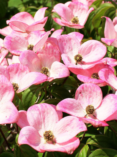 Malerische Blüte des Hartriegels 'Cherokee Brave'