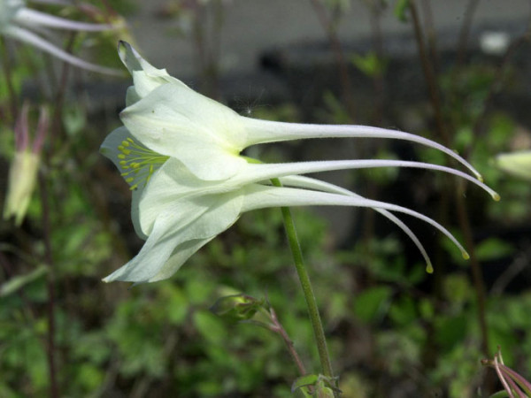 Aquilegia caerulea &#039;Kristall&#039;, Weiße Akelei, nordamerikanische Akelei