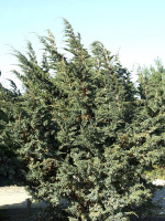 Juniperus squamata 'Meyeri', Blauzeder-Wacholder